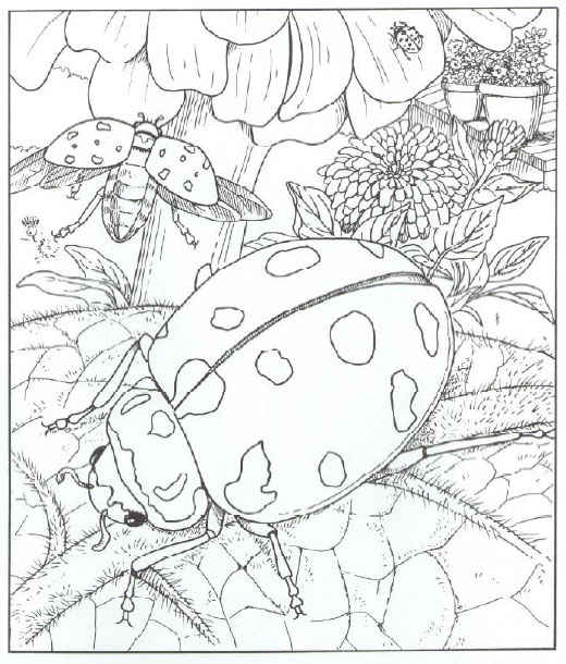 free coloring sheets of ladybugs