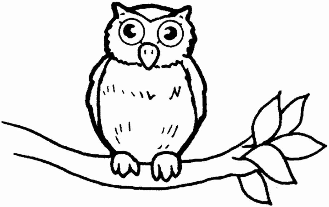barn owl coloring pages printable
