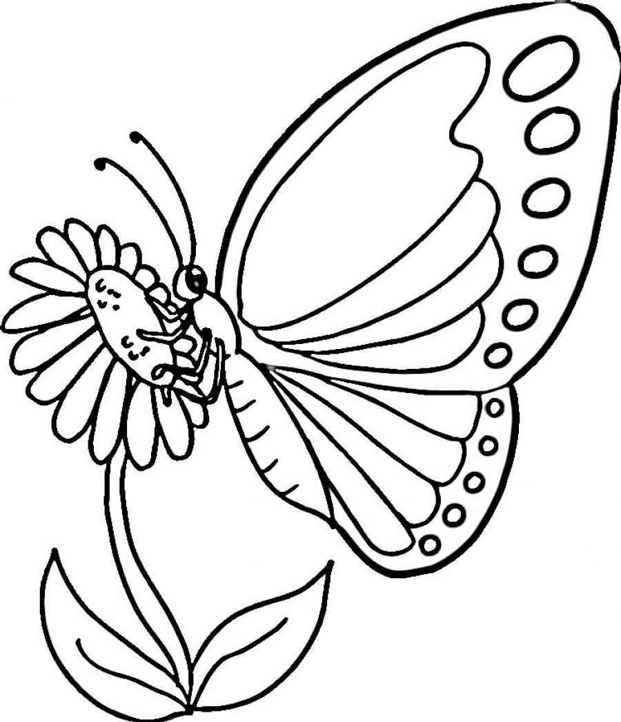 butterfly colouring pages free printable