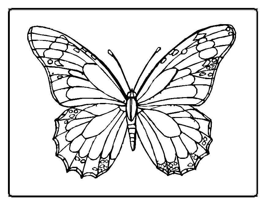 free printable monarch butterfly coloring pages
