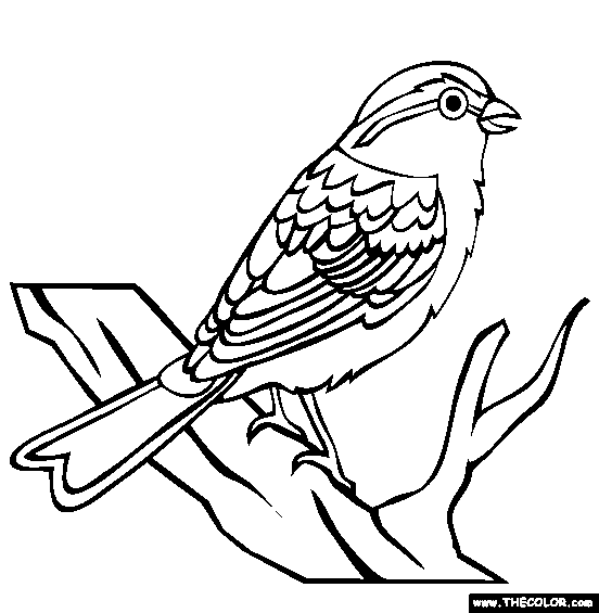 Sparrow-bird-coloring-pages
