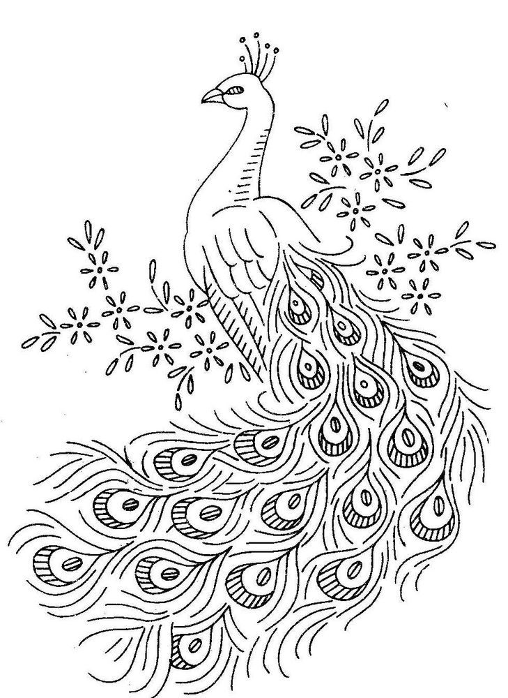 Peacock Coloring Pages Kidsuki