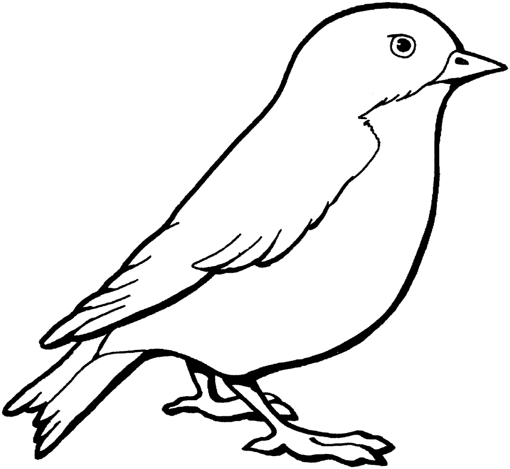 sparrow colouring pages for toddlers 1024x941