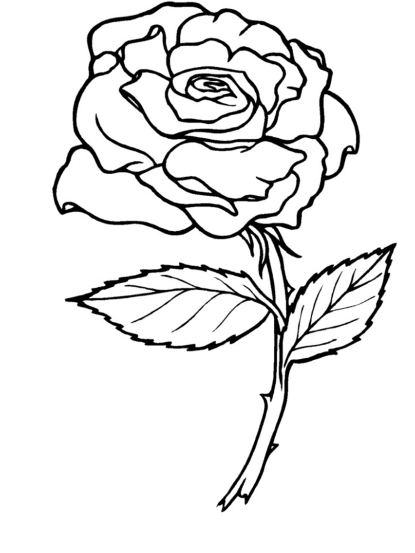 Rose Coloring Page 01