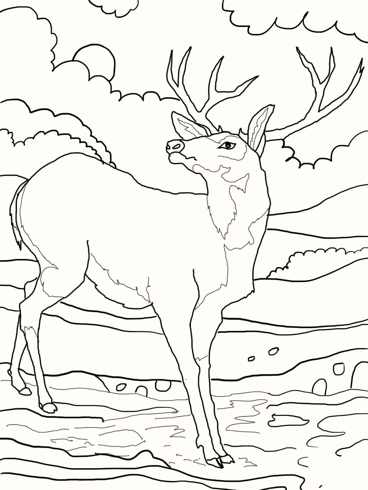 deer hunting coloring pages for kids - photo #36
