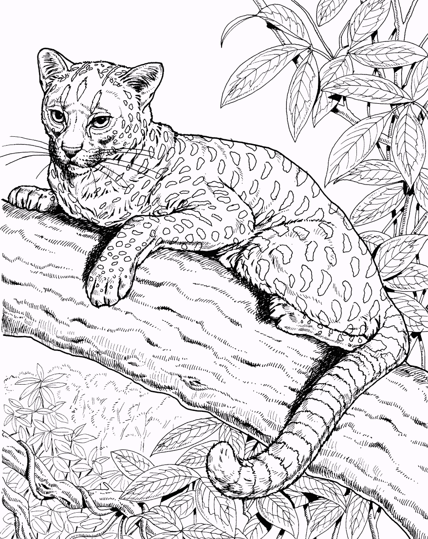 free-printable-jaguar-coloring-pages