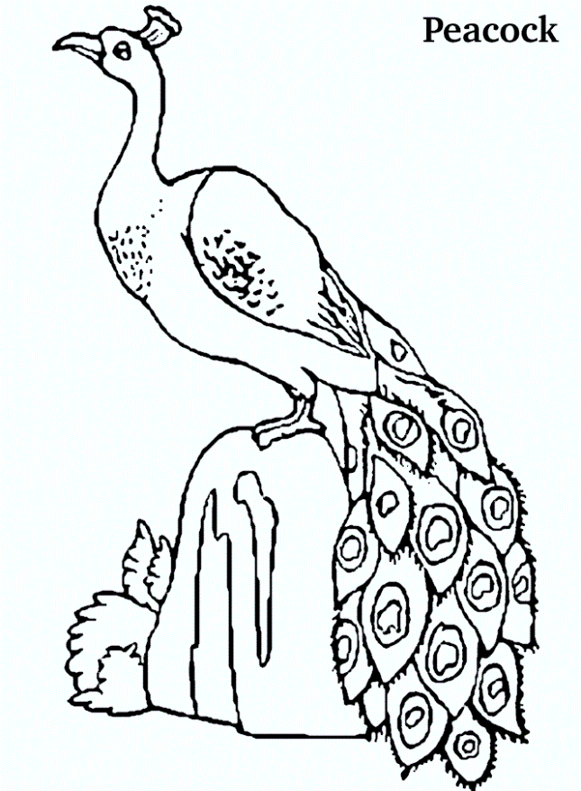 peacock-coloring-pages-with-the-name
