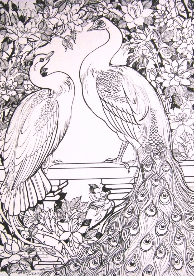white_peafowl_coloring_pages