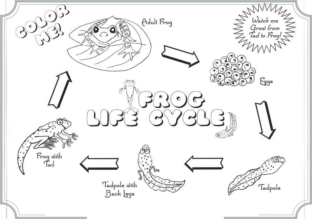 The-Life-Cycle-Of-Frog-Coloring-Books
