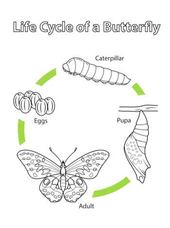 butterfly-life-cycle-coloring-page-clip-art