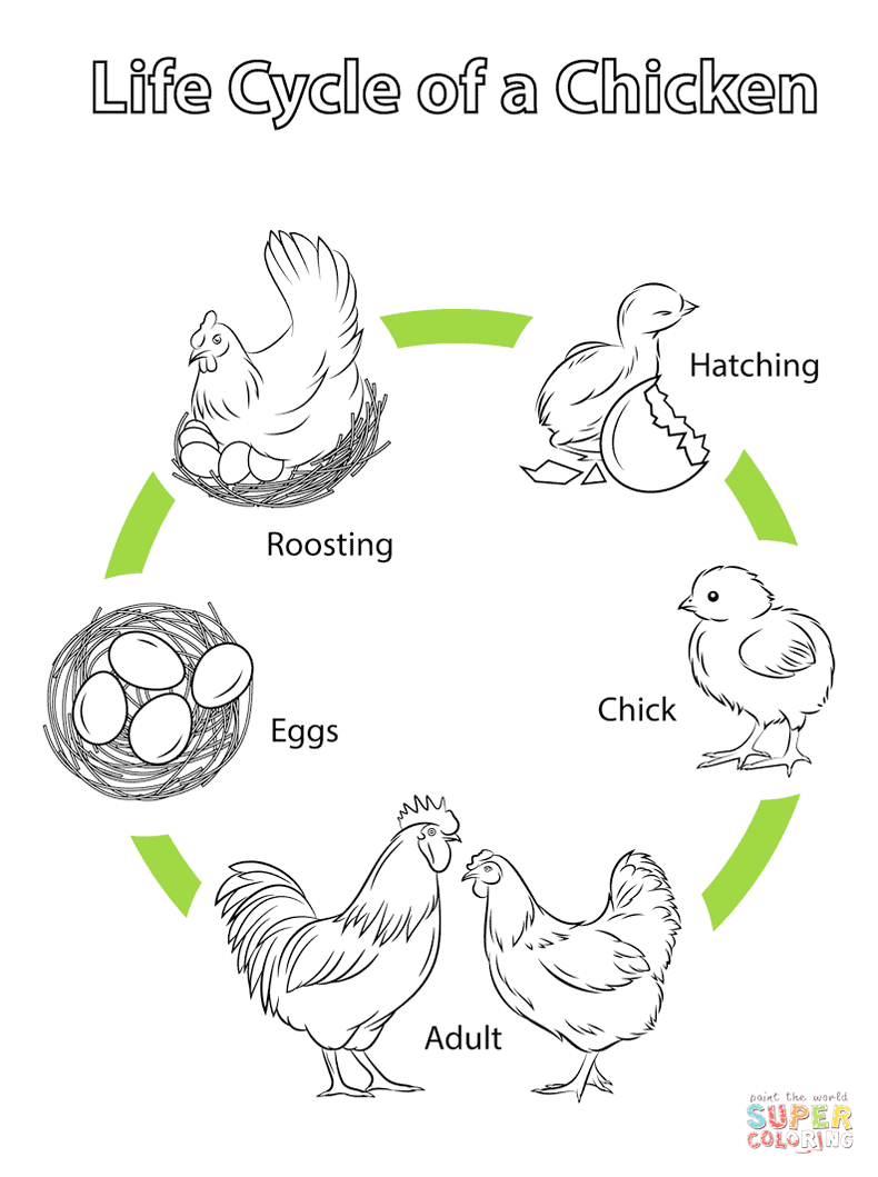 chicken-life-cycle-coloring-and-drawing