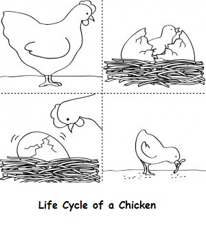 chicken-life-cycle-coloring-sheet