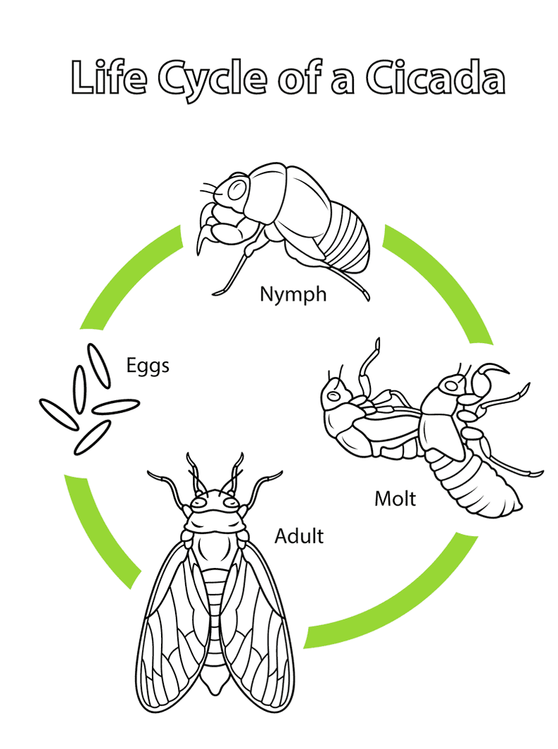 cicada-life-cycle-coloring-page-online