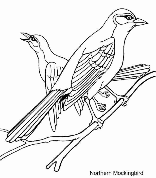 florida-mockingbirds-coloring-sheet