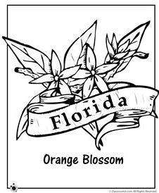 florida-state-symbols-coloring-pages-orange-blossoms
