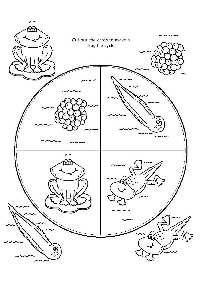 frog-life-cycle-coloring-page-for-kids