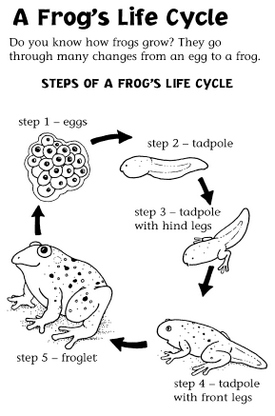 frog-life-cycle-print-out-drawing