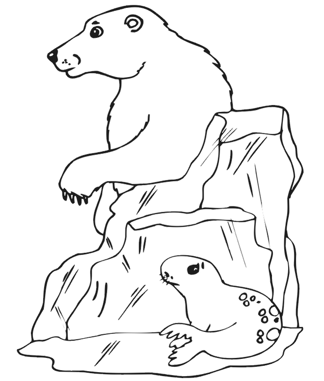 Seal and Polar Bear winter animal