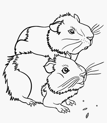 Guinea Pig Coloring Pages To Print