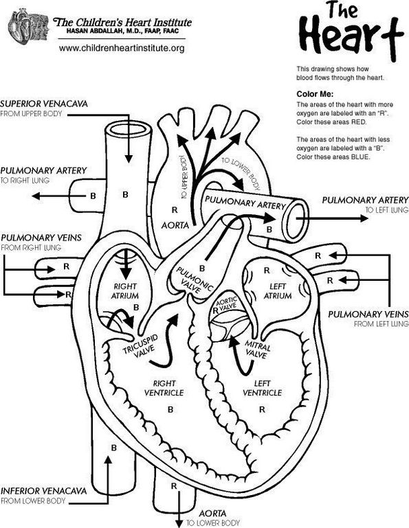 The Heart Anatomy Coloring Page