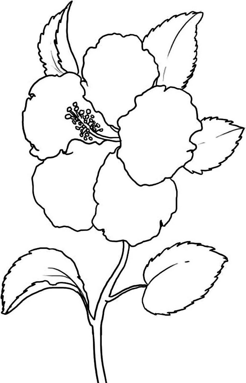 Beautiful Hibiscus Coloring Pages Online