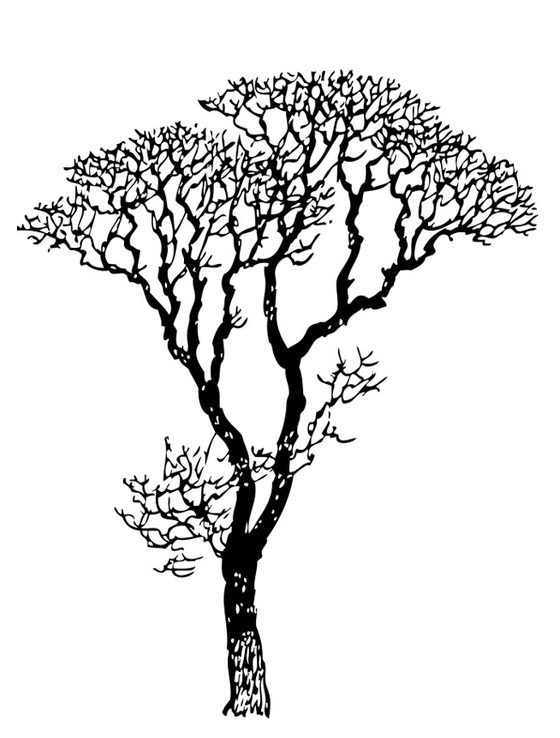 bare tree and branch coloring sheet