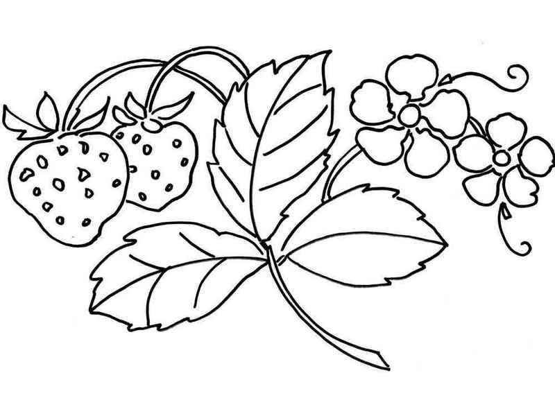Strawberry and leaves coloring page