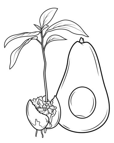 avocado and seed coloring page