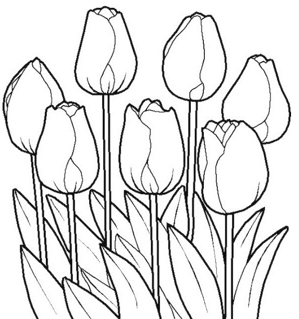 coloring pages of tulip flower