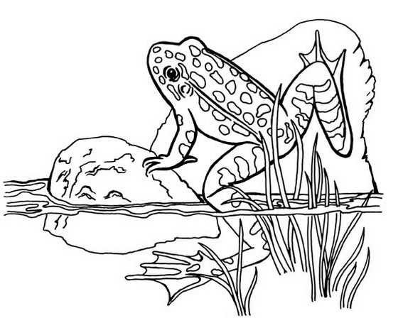 realistic frog coloring sheet printable