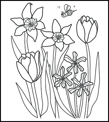 spring tulip flower coloring picture