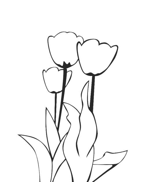 tulip plant coloring page