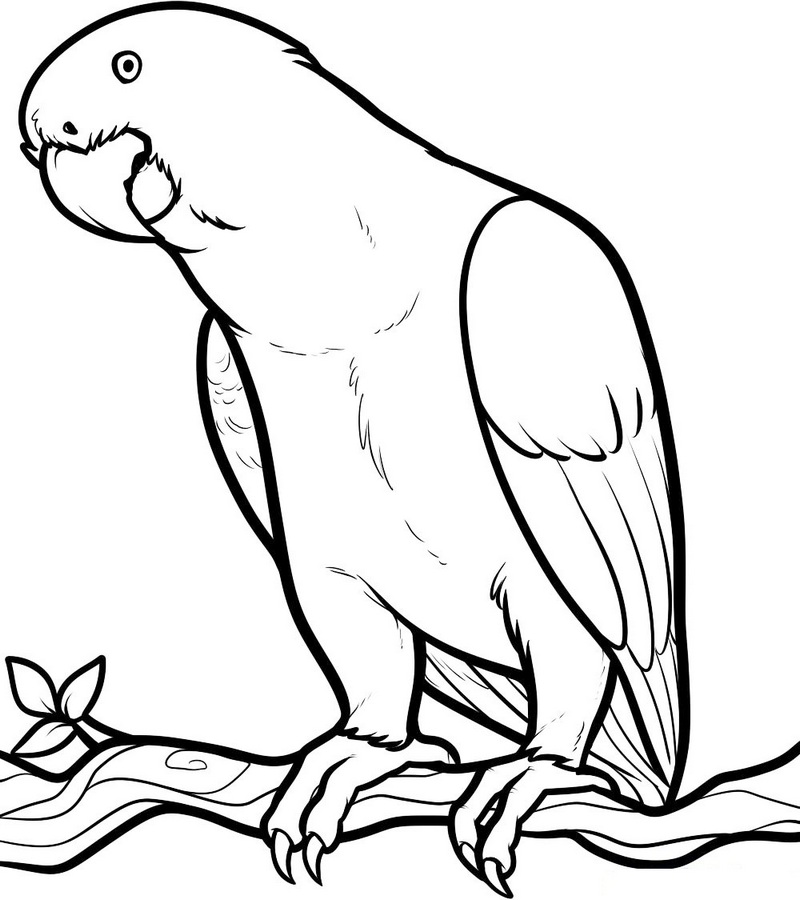 beautiful illustrations of parrot bird coloring pictures