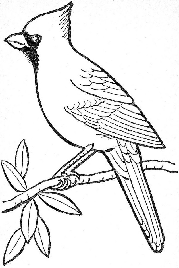 cardinal on a branch coloring picture