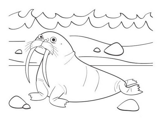 fun walrus coloring and drawing page