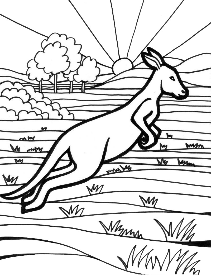 kangaroo animal australia coloring picture