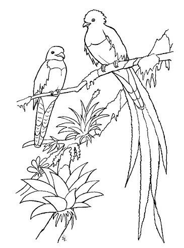 quetzal in forest coloring page quetzal bird from trogon family coloring sheet