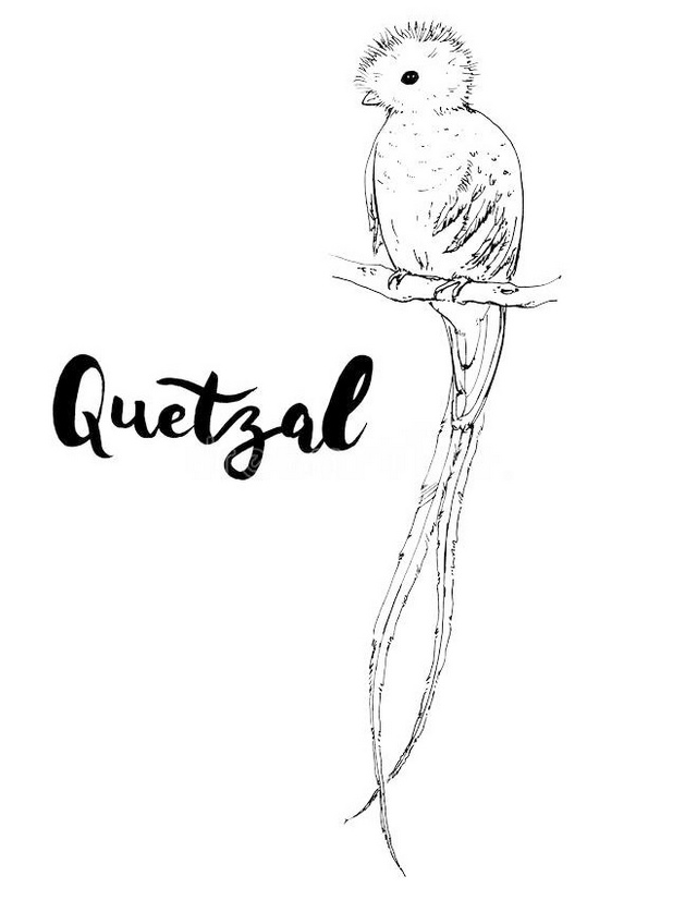 the most beautiful quetzal bird coloring picture printable