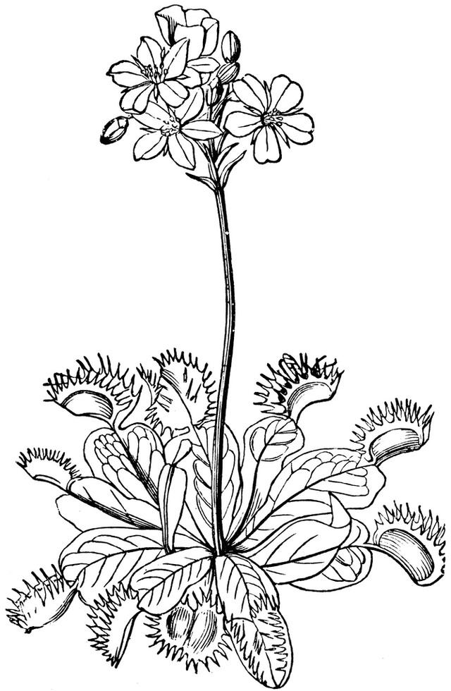 venus flytrap coloring plant page