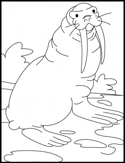 walrus coloring sheets for kids