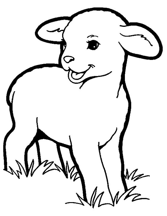 lamb coloring pictures a young sheep coloring sheet