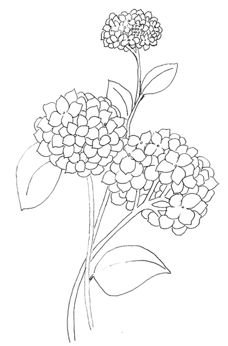 Hydrangea Flower Lineart Drawing Coloring Pages