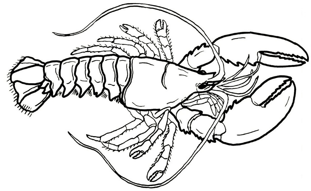 giant lobster coloring sheet for little kids