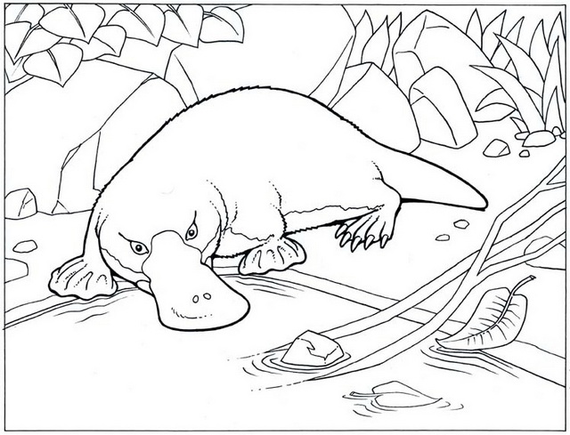 high detailed realistic platypus coloring pages