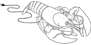 pretty awesome lobster coloring printable page