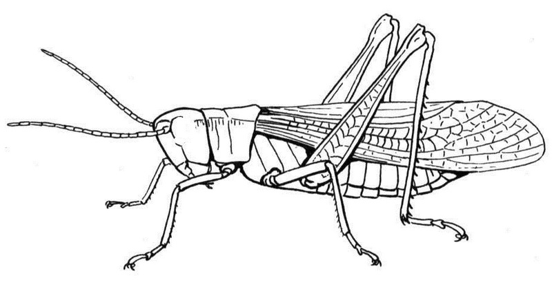 realistic grasshopper coloring picture