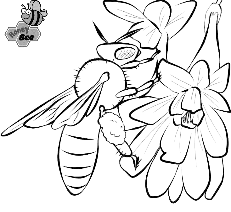 Best Honey Bee Coloring Page for Kids