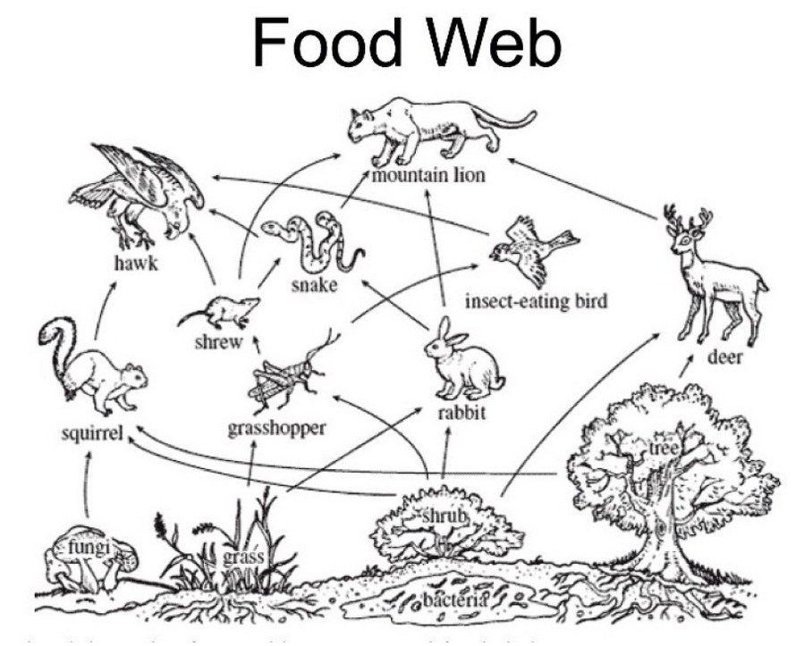 Food Chains and Webs Coloring Pages for Preschool Children Coloring Pages