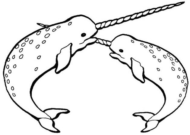 high quality narwhale coloring page