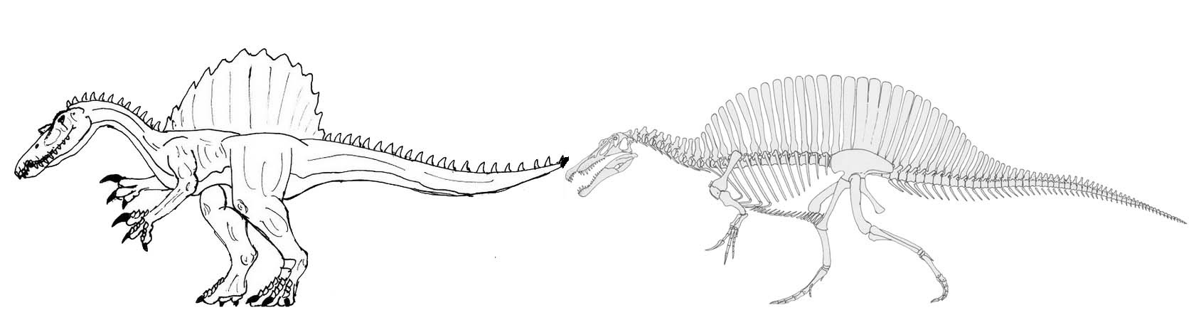 Spinosaurus skeleton coloring and drawing page